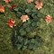 6-Foot Magnolia Leaf Christmas Garland with Realistic Silk Leaves - 2-Pack, Elegant Greenery for Home Décor & Event Styling - Year-Round Charm, Floral Home by Artificial Flowers